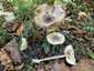 Karcsú őzlábgomba (Macrolepiota mastoidea), Somogy